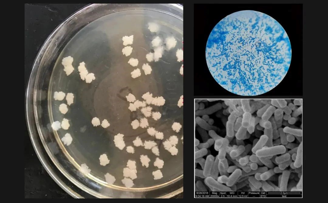 在国台酒看中国白酒的核心科技：微生物学(图7)