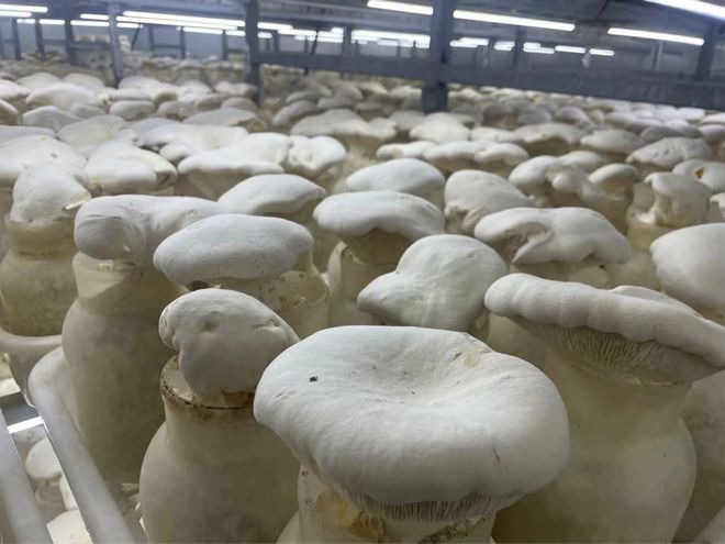 暑期三下乡｜走访天吉龙生物科技有限公司—探索白灵菇的种植⑧(图2)