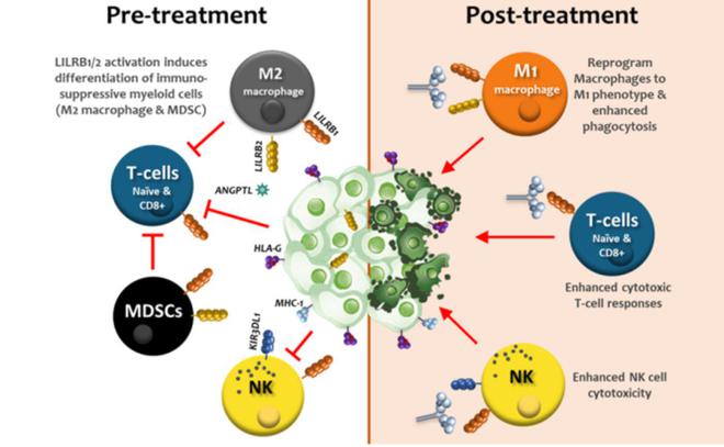 瑞士生物科技公司ImmunOsTherapeutics基于人类白细胞抗原变体开发免疫调节蛋白用于癌症治疗并重塑肿瘤微环境瑞士创新100强(图2)