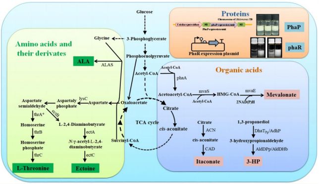 为什么90%的生物制造很难成功？陈国强教授指出五大原因(图2)