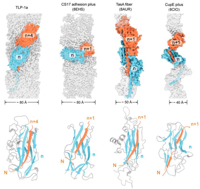 PNAS：颜宁团队以《荷塘月色》为灵感报道结构生物学研究新范式(图4)