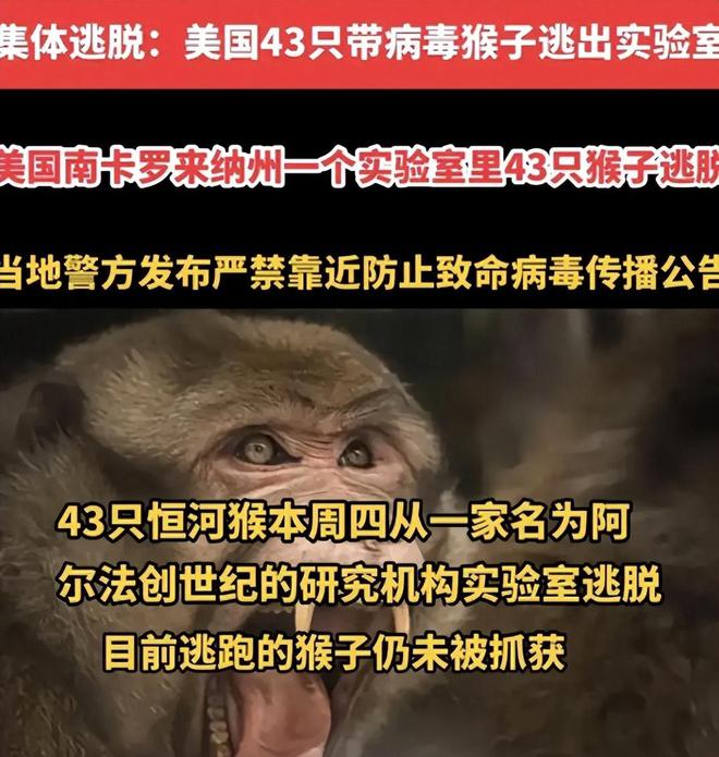 美国又做生物实验！43只或携带致命病毒的猴子出逃意外还是人为(图4)