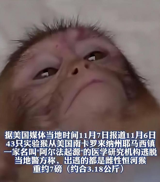 美国又做生物实验！43只或携带致命病毒的猴子出逃意外还是人为(图12)