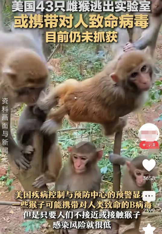 美国又做生物实验！43只或携带致命病毒的猴子出逃意外还是人为(图20)